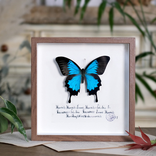 蝴蝶标本干花相框昆虫标本，挂画简约欧式田园，风格森系摆件创意礼物