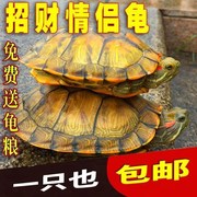 小乌龟巴西黄金乌龟宠物小乌龟陆地龟长寿乌龟观赏龟吃粪清洁水龟