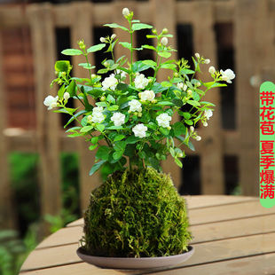 带花苞迷你型月季玫瑰姬月季苔玉苔藓球阳台窗台桌面绿植室内花卉