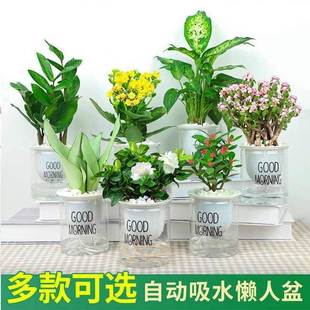 适合水养的花放客厅花草植物室内家里盆栽富贵竹水培好养易活