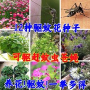 驱蚊草种子草花种籽阳台，盆栽庭院除虫菊艾草，四季播驱蚊植物组合