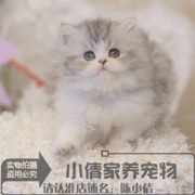 纯种出售家养活体宠物猫咪幼猫金吉拉长毛猫白色长毛金吉拉x