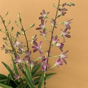 ［泰惠］Dendrobium 满天星 秋