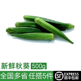 新鲜黄秋葵500g 六角豆羊角豆 水果黄秋葵 新鲜农家蔬菜 5件