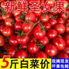 广西圣女果小番茄5斤新鲜樱桃小西红柿蔬菜孕妇水果现摘现发