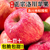 正宗陕西洛川苹果水果，新鲜当季整箱，现摘红富士冰糖心10斤