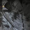 原材料假发丝发包辫子少数民族自然，黑软垂长直细如真发4米不打结