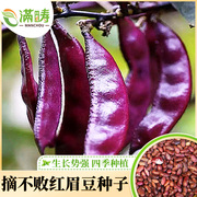 扁豆种子四季高产红边眉豆种籽早熟春秋阳台盆栽，农家蔬菜豆角种孑