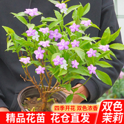 双色茉莉花苗盆栽浓香型鸳鸯茉莉老桩四季花卉大苗带花苞好养包活