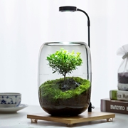 苔藓微景观森林创意桌面生态缸盆景办公室生态瓶植物盆栽生命之树