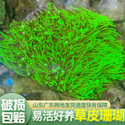 荧光绿草皮珊瑚 北海绿草皮日本草皮lps软体人工草皮珊瑚生物