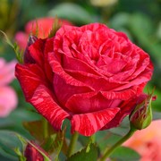 红色直觉 中苗 大花月季 条纹玫瑰花苗 阳台 抗病耐热种好盆栽