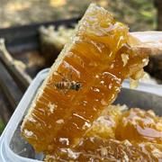 蜂巢蜜500g百花蜜嚼着吃土蜂蜜纯正天然农家自产蜂窝蜜采野生花源