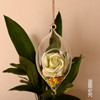 悬挂透明玻璃，花瓶多肉植物，花瓶微景观花瓶