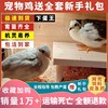 网红芦丁鸡活物宠物鸡活体全色系家养宠物40-60天青年鸡