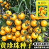 黄珍珠番茄种子樱桃番茄种子小西红柿圣女果春夏四季蔬菜超甜易种