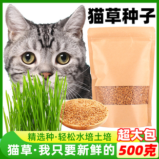 猫草种子小麦水培种植猫草猫咪吃的化毛去毛球懒人猫麦草籽营养