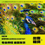 蓝白花孔雀苗崽活体公母一对宠物鸟活体大型观赏鸟 包活