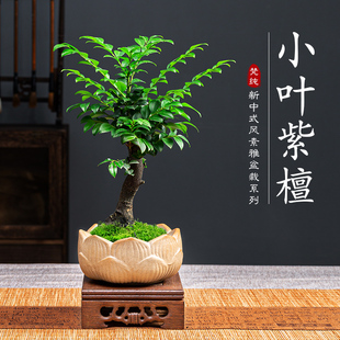 小叶紫檀盆景绿植盆栽室内办公室桌面花卉树苗植物老桩四季好养活