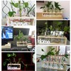 玻璃容器玻璃绿萝现代装饰长方形水培，小花瓶家家桌面水养植物摆台