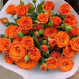 多头玫瑰泡泡520情人节鲜花花束云南基地直发橙色芭比妇女节礼物