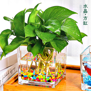 创意水培器皿花瓶摆件，透明玻璃缸花盆插花水养，绿萝植物正方形花器