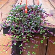 多肉植物紫玄月多肉吊兰佛珠，花卉盆栽办公室绿植好养的珍珠吊兰