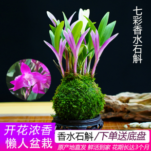 七彩香水石斛兰花，四季开好养绿植浓香型石斛，改善睡眠绿植净化空气