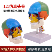 人体头颅骨着色模型彩色头骨性，分离模型带颈椎上色区分22块区域