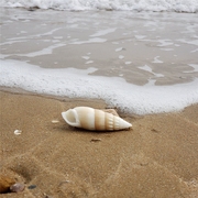 天然米白螺超大海螺，贝壳珊瑚摆件鱼缸造景，地中海贝壳装饰标本海螺