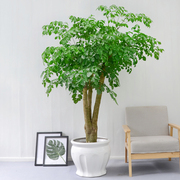 幸福树多头绿植盆栽，室内家庭办公室，净化空气除甲醛大型常绿植物