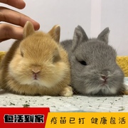 兔子活物宠物兔侏儒兔垂耳兔活猫猫兔，小型好养体荷兰迷你长不大兔