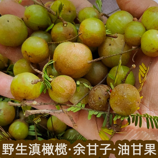 云南野生滇橄榄也叫余甘子，或油甘果应季鲜果生吃煲汤煮水泡酒