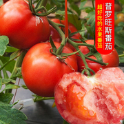 水果番茄种子网红普罗旺斯西红柿种籽春秋季四季播种蔬菜种孑大全