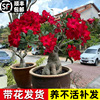 沙漠玫瑰盆栽老桩四季开花重瓣绿植室内客厅，花卉耐干好养多肉植物