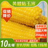 黄糯粘玉米真空包装新鲜现摘黏玉米棒甜苞谷主食低脂，0添加热即食