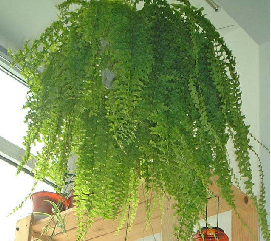 化环境,【宁波实体店】小虎皮兰(1株)防<em>辐射</em>,净