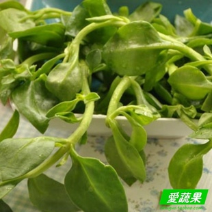  【爱蔬果】绿色食品新鲜蔬菜 穿心莲 苦胆草 金香草 北京配送
