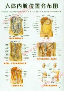 字迹清晰人体内脏位置分布图解剖图穴位图内脏挂图医用教学挂图|ruв категории персональные настройки/разработка услуг/DIY, ежедневно/украшения на заказ, портрет/плакат печатных - от Buy2taobao.com для оказания профессиональной услуги покупки агента Taobao