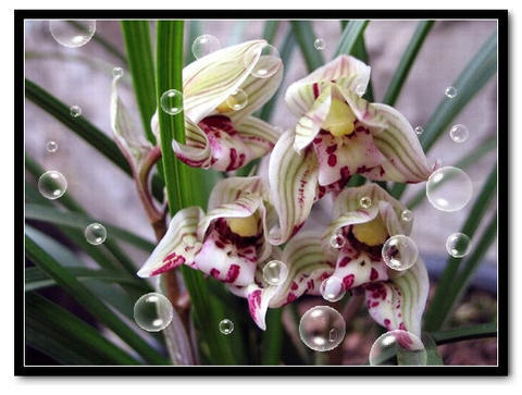 Jun-Jun Orchid Orchid seedlings Potted plant Lianpan Jian natural cultivate indoor flowers and plants a living room Watch Green plantin the Flower delivery/Flowers simulation/Plants gardening , Flowers/Potted plants (New) , Flowers category - from Buy2taobao.com to provide professional Taobao agent buy service