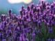 薰衣草种子--花种--农科院-花卉种子