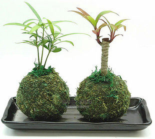百搭创意绿植盆景摆设 新型花盆 日式和风苔玉/苔藓球/青苔球15cm
