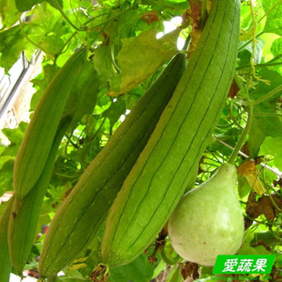  【爱蔬果】绿色食品新鲜蔬菜 丝瓜 北京配送
