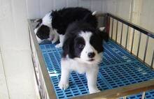支持支付宝上海CKU犬舍极品全到位边境牧羊犬幼犬边牧幼犬出售
