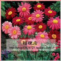 除虫菊种子 驱蚊香草 驱虫菊 花叶片可入药 可制成蚊香