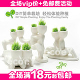 金冠推荐 新品 X恋人魔草植物--(亲近) 盆栽 植物 有氧植物 110g