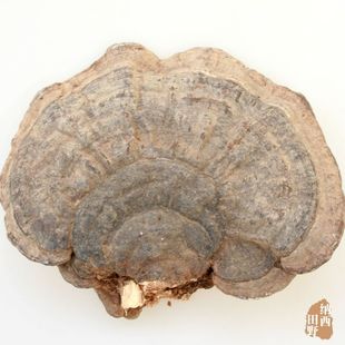  云南丽江纯野生平盖灵芝（树舌灵芝） 增强免疫力 100克