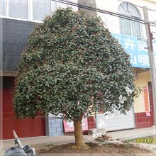 特大型 桂花苗 桂花 百年桂花树 桂花树 树苗 桂花树树苗金桂