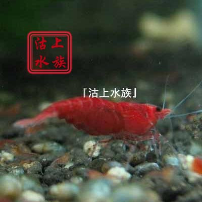 『沽上水族』极火樱花虾/极火玫瑰虾/极火火焰虾/辣椒红虾 极火虾在类目 宠物/宠物食品及用品, 水族世界, 虾中 - 来自Buy2taobao.com提供专业的淘宝代购服务