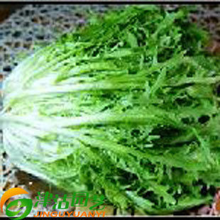 -津沽园艺 蔬菜种子 野菜种子极品苦苣 苦菊种子 原包装5克